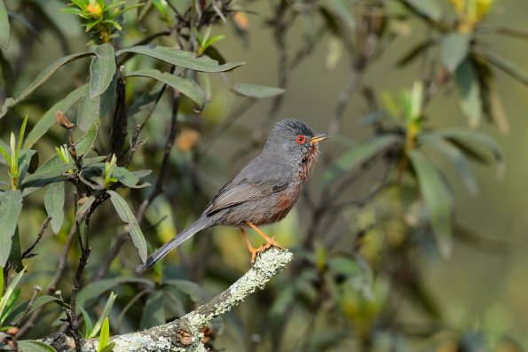 Magnanina comune