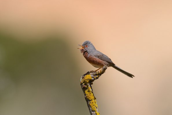 Magnanina comune