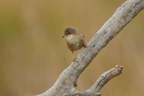 Occhiocotto