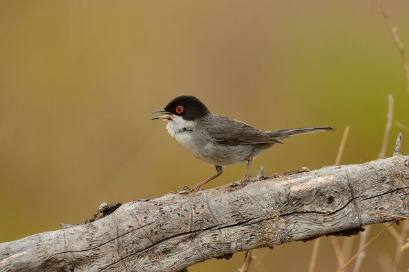 Occhiocotto