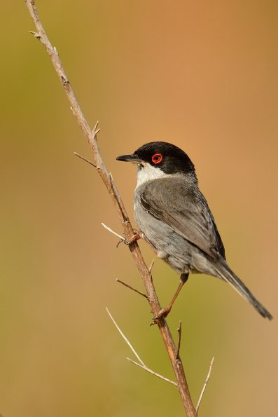 Occhiocotto