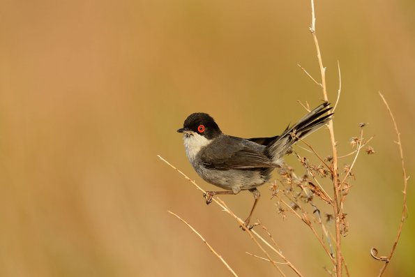 Occhiocotto