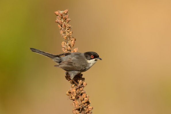 Occhiocotto