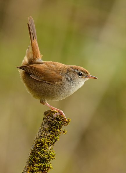 Usignolo di fiume