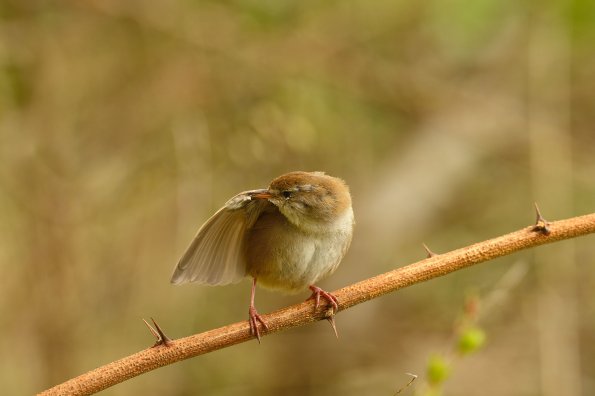 Usignolo di fiume