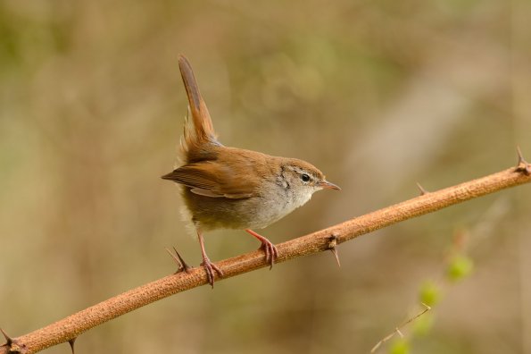 Usignolo di fiume