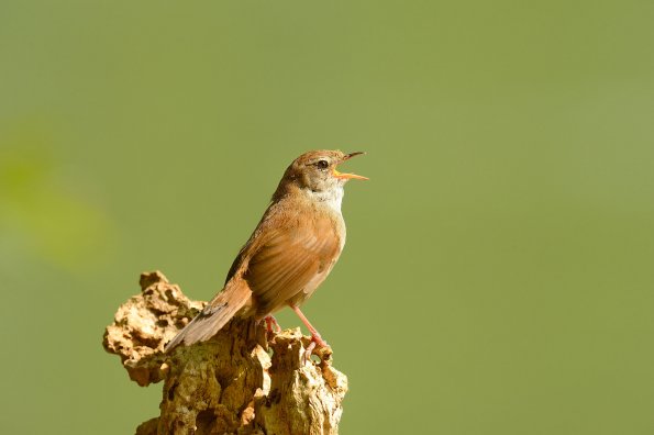Usignolo di fiume