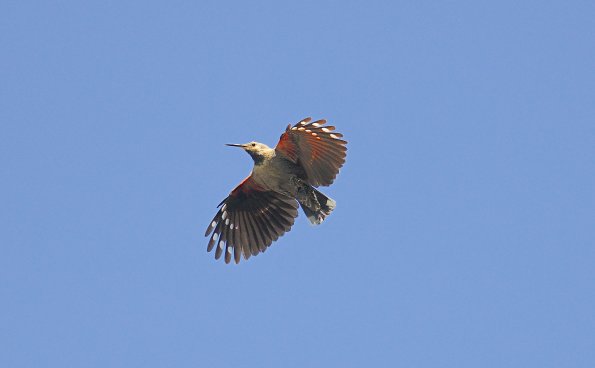 Picchio muraiolo
