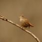 Troglodytidae