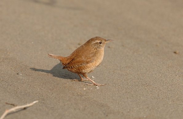 Scricciolo