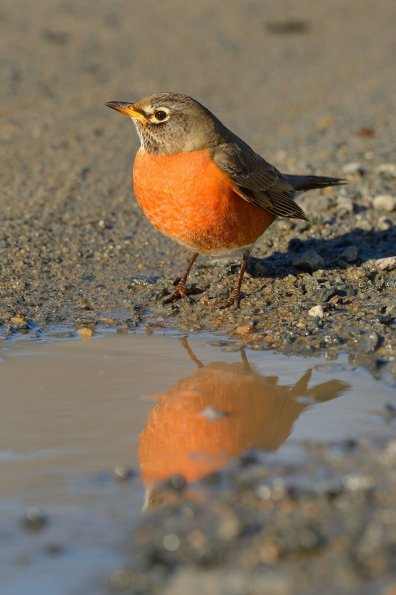 Amedrican robin