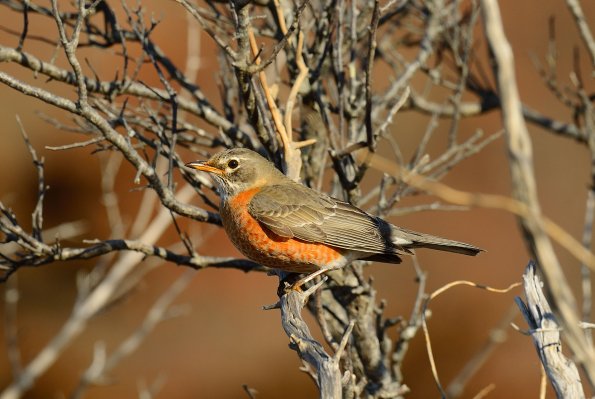 American robin