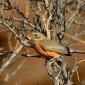 American robin