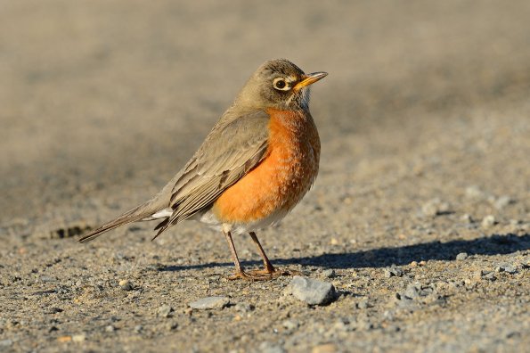 Amedrican robin
