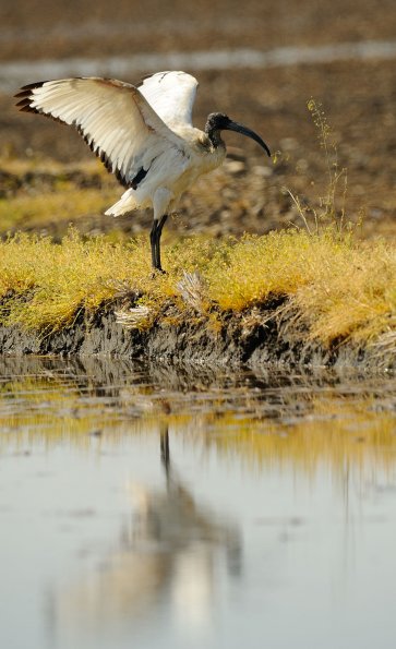 Ibis1.jpg