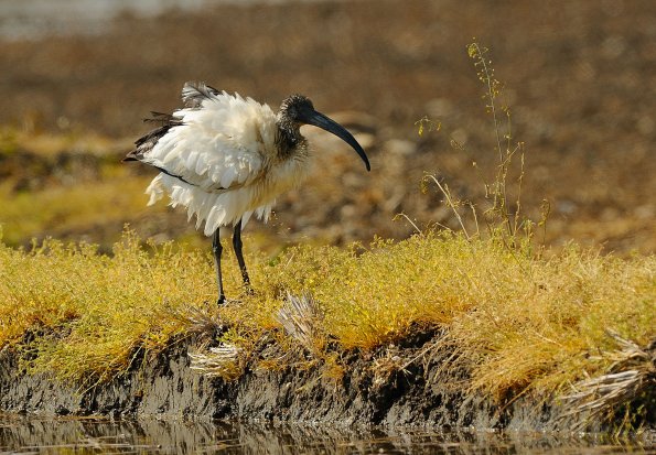 Ibis2.jpg