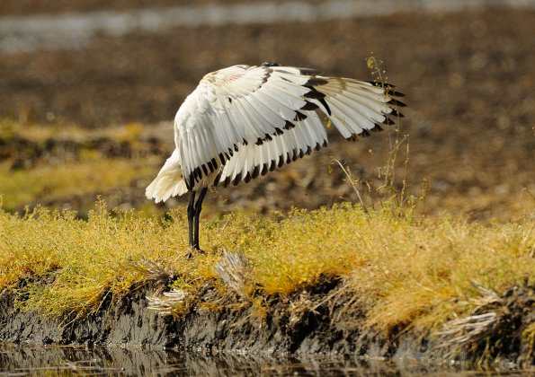 Ibis3.jpg