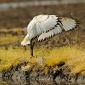 Ibis3.jpg