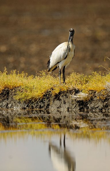 Ibis sacro 