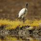Ibis sacro 