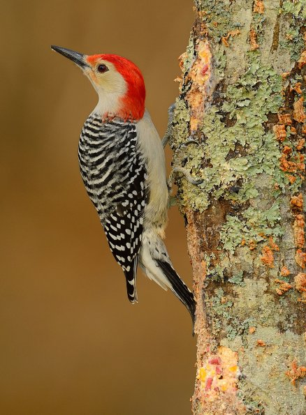 Red-bellied woodpecker