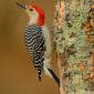 Red-bellied woodpecker