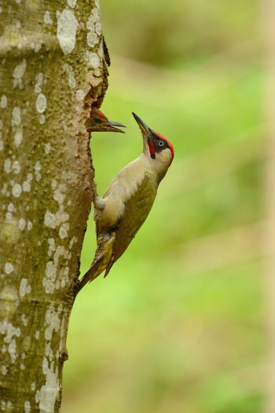 Picchio verde