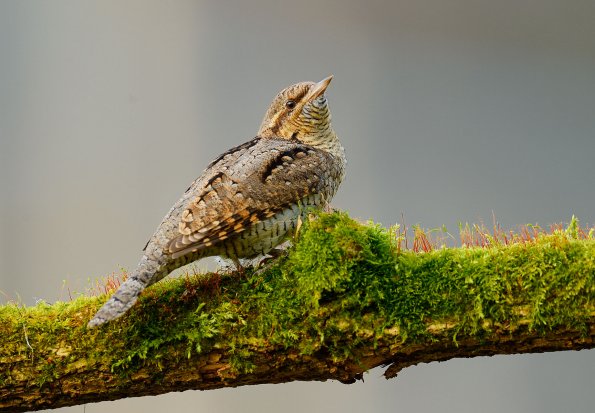 Torcicollo 