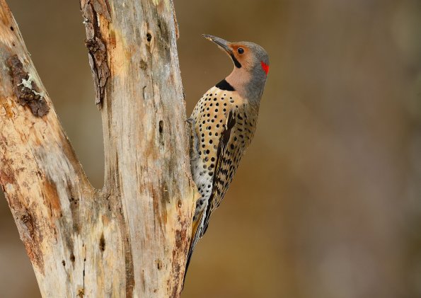 Common flicker