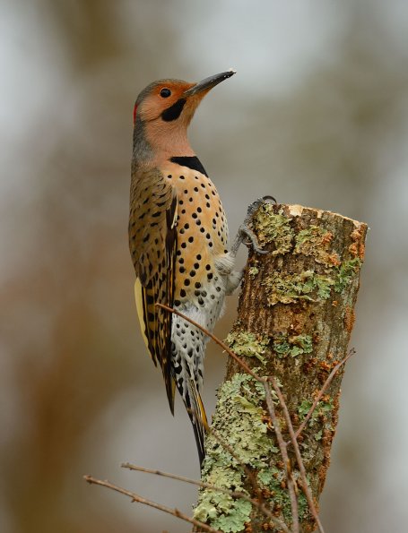 Common flicker