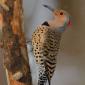 Common flicker