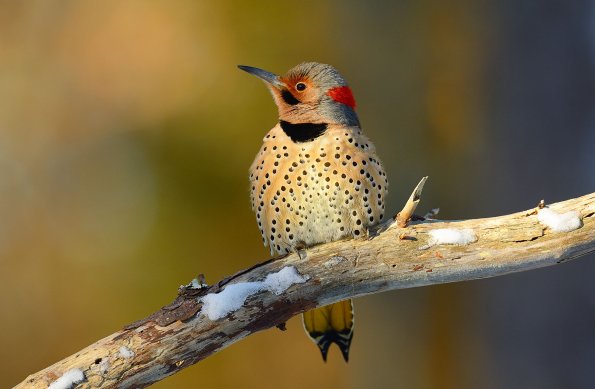 Common flicker 