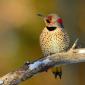 Common flicker 