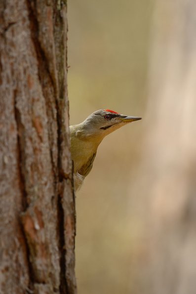 Picchio cenerino
