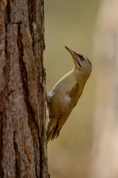Picchio cenerino