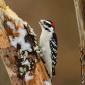 Downy woodpecker