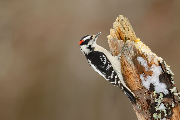 Downy woodpecker