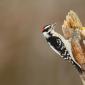 Downy woodpecker