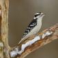 Downy woodpecker