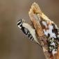 Downy woodpecker