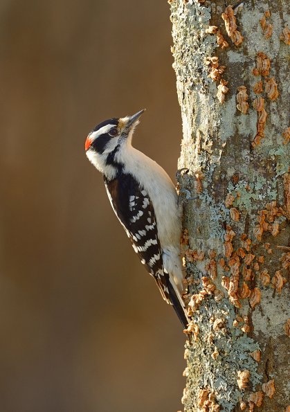 Downy woodpecker
