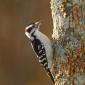 Downy woodpecker