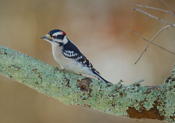 Downy woodpecker