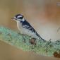 Downy woodpecker