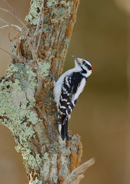 Downy woodpecker