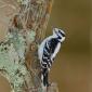 Downy woodpecker