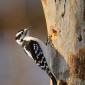 Downy woodpecker
