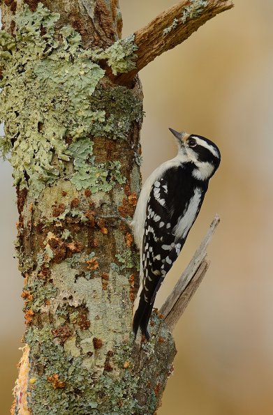 Downy woodpecker