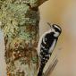 Downy woodpecker