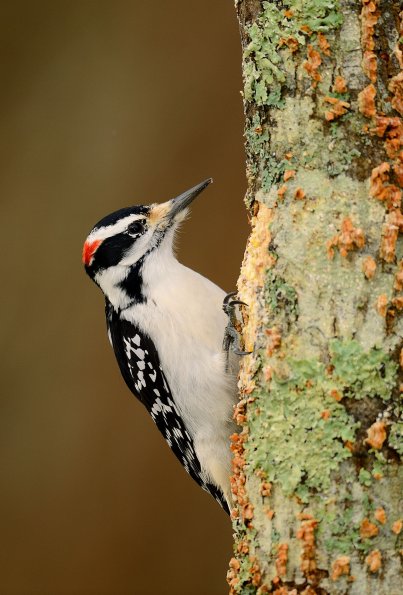 Hairy woodpecker